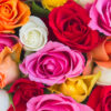 Colorful Roses