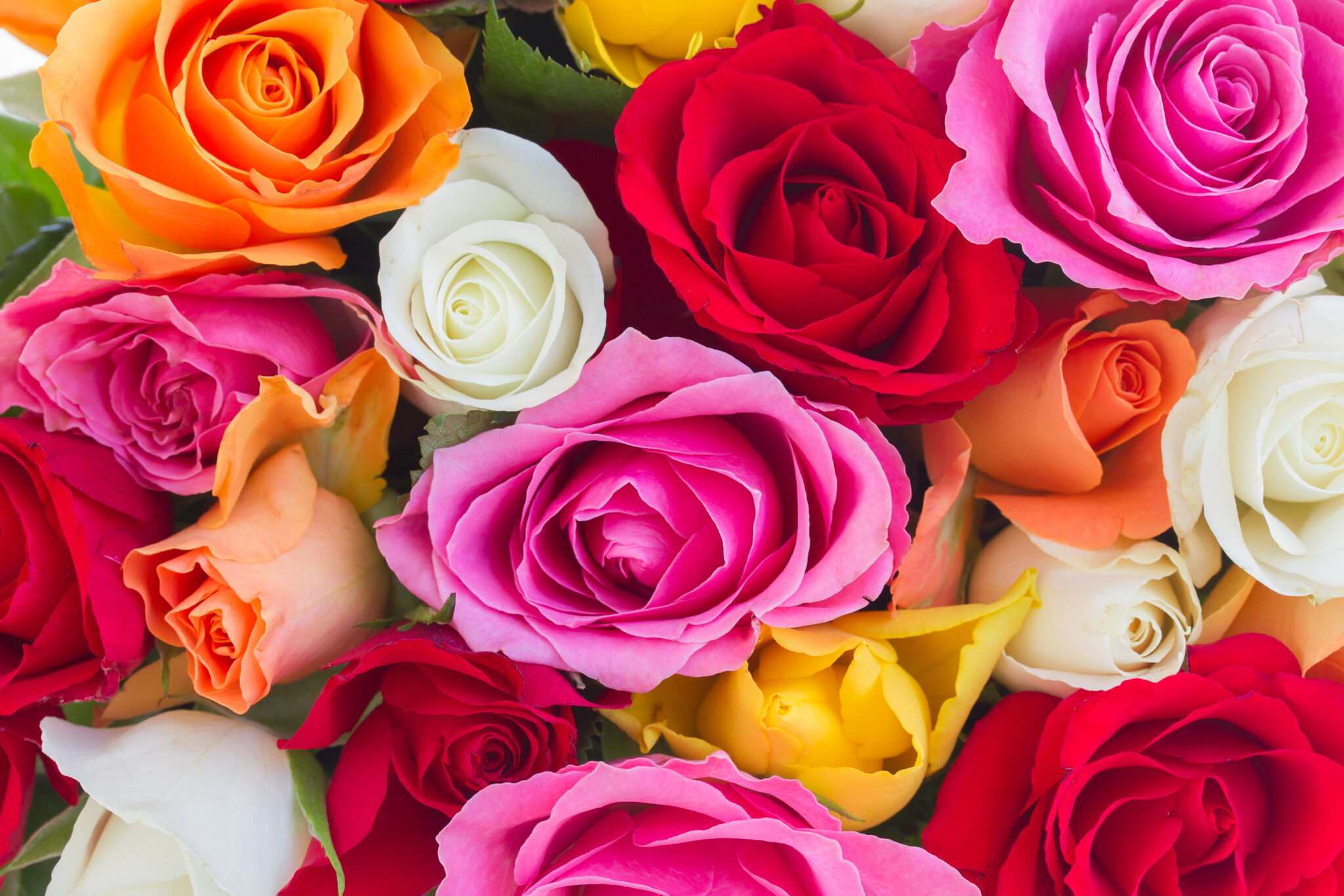 The Language of Roses Symbolism and Meanings Behind Different Colors