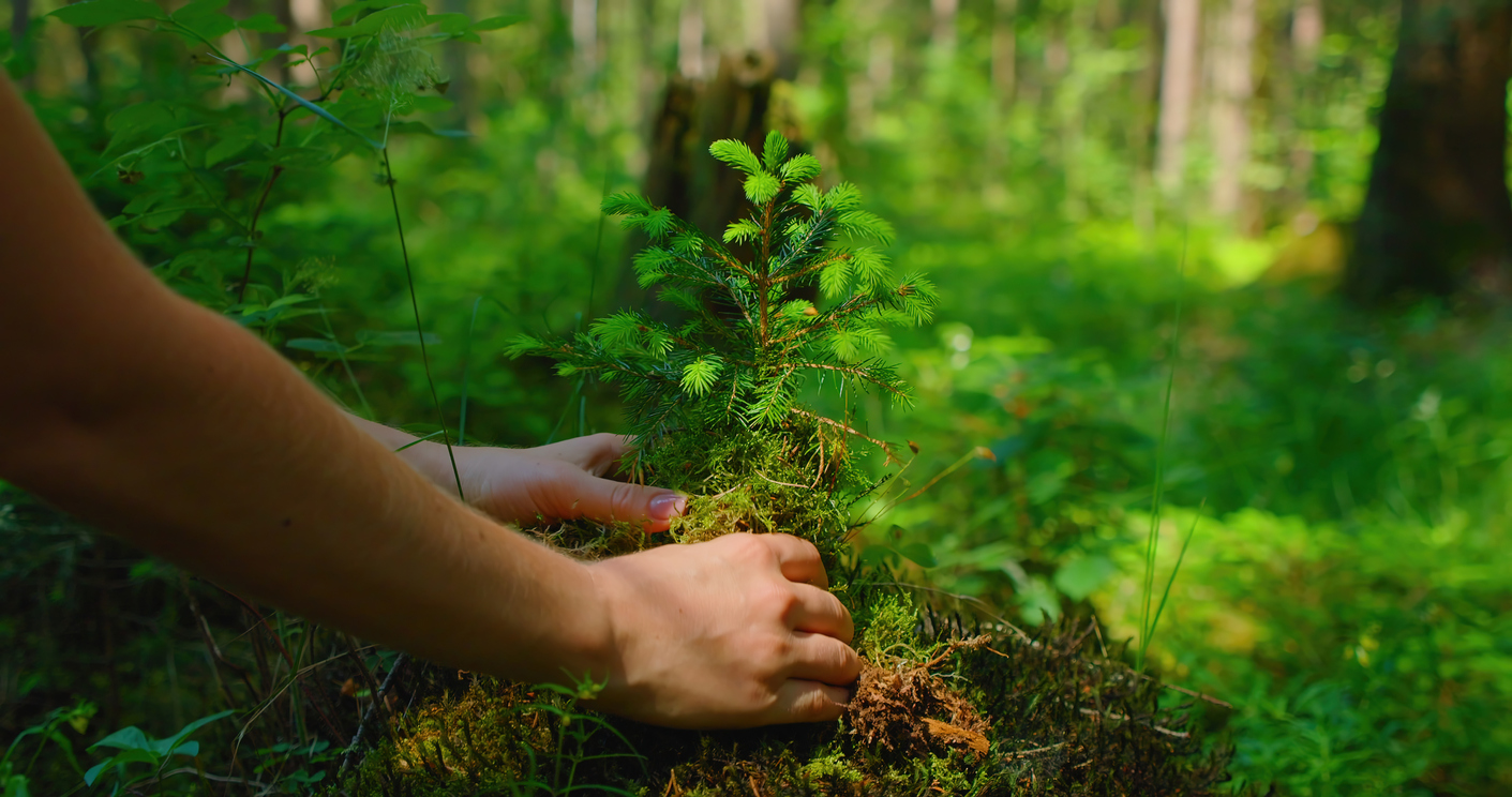 planting a tree
