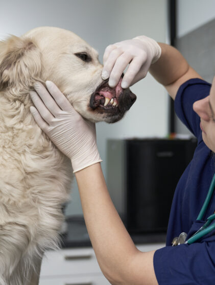 Vet cleaning