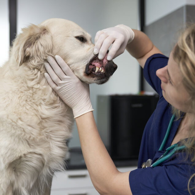 Vet cleaning