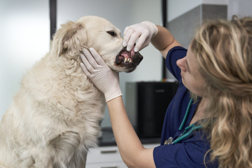 Vet cleaning