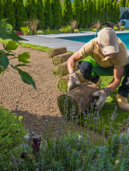Backyard renovation