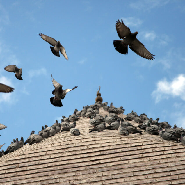 Pigeons
