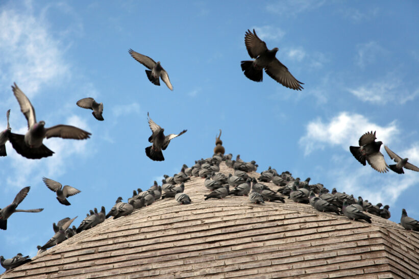 Pigeons