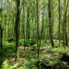 5 Interesting Ways How Tree Trimming is Beneficial to Trees