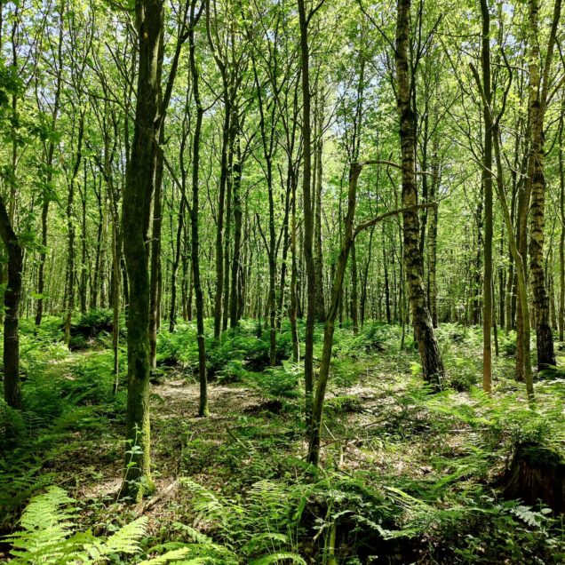 5 Interesting Ways How Tree Trimming is Beneficial to Trees