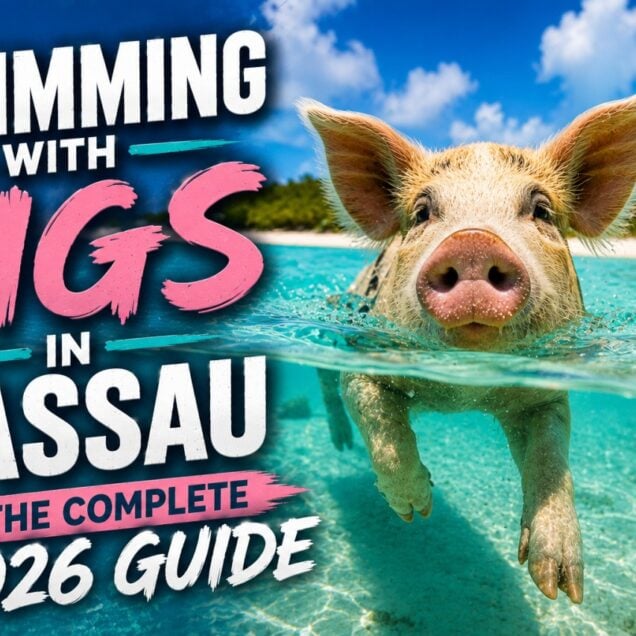Swimming with Pigs in Nassau: The Complete 2026 Guide
