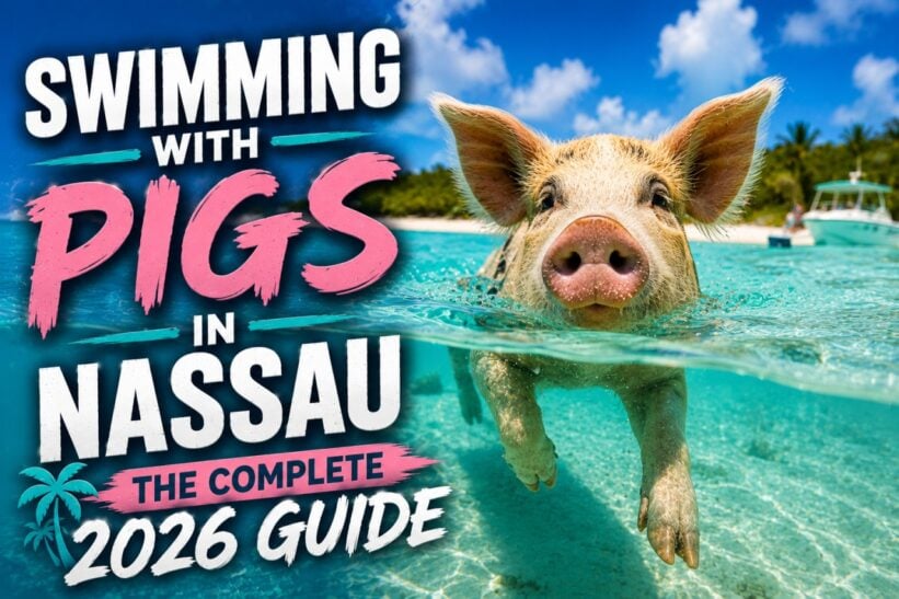 Swimming with Pigs in Nassau: The Complete 2026 Guide