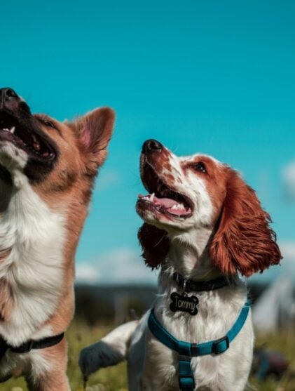 Beyond Rewards: Why Chewing Is an Important Part of a Large Dog's Daily Routine