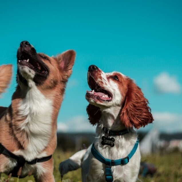 Beyond Rewards: Why Chewing Is an Important Part of a Large Dog's Daily Routine