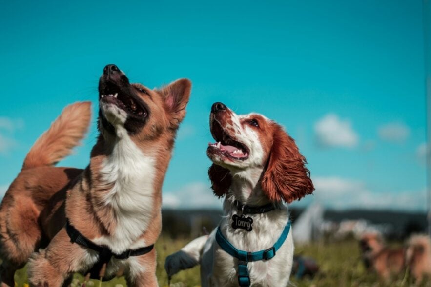 Beyond Rewards: Why Chewing Is an Important Part of a Large Dog's Daily Routine